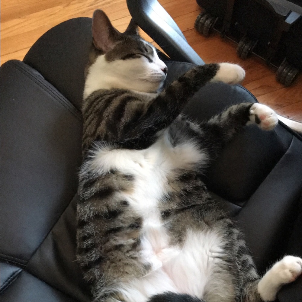 Meet your Posher, Damian